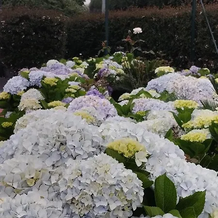 Classic Car House Lejlighed *