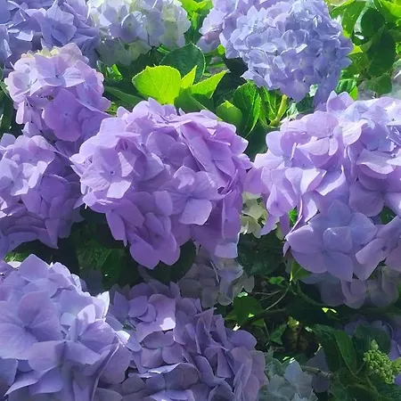 Classic Car House Διαμέρισμα Σάντα Κρουζ