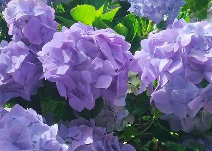 Classic Car House 公寓 圣克鲁斯